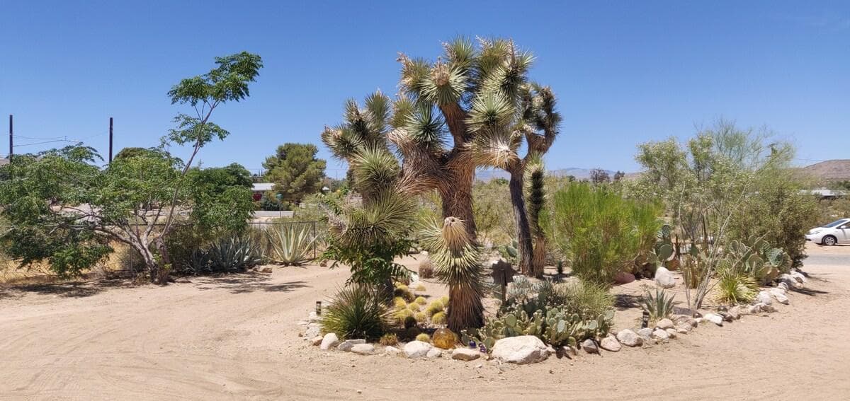 Native desert landscaping with mature Joshua trees